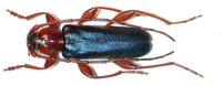 Phymatodes testaceus var. similaris