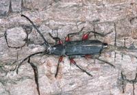 Ropalopus femoratus