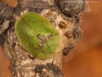 Cassida rubiginosa