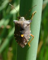 Pentatoma rufipes