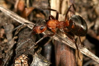 Formica polyctena - European Red Wood Ant