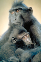 Crested black macaque (Macaca nigra)