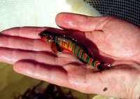 Etheostoma osburni, Candy darter: