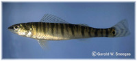 Percina macrolepida, Bigscale logperch: