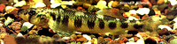 Percina shumardi, River darter: