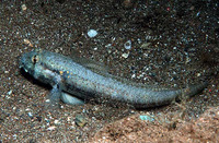 Gnatholepis thompsoni, Goldspot goby: aquarium