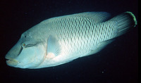 Cheilinus undulatus, Humphead wrasse: fisheries, aquaculture, gamefish, aquarium