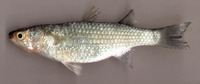 Valamugil engeli, Kanda: fisheries, bait