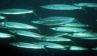 Sphyraena novaehollandiae, Australian barracuda: fisheries, gamefish