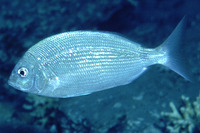 Diplodus noct, Red Sea seabream: fisheries