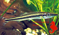 Ichthyborus ornatus, :