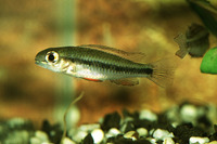 Dicrossus filamentosus, Chessboard cichlid: aquarium