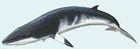Image of: Balaenoptera acutorostrata (minke whale)