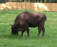 Image of: Bison bonasus (European bison)