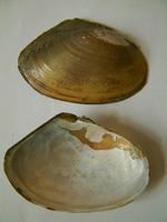 Anodonta anatina