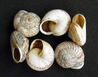 Marmorana muralis