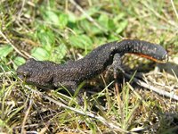 Triturus karelinii - Balkan Crested Newt