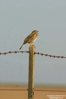 Miliaria calandra - Corn Bunting