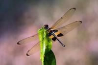 Image of: Odonata (dragonflies and damselflies)