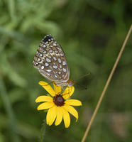 Image of: Speyeria atlantis (atlantis fritillary)