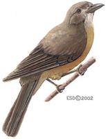 Image of: Colluricincla megarhyncha (little shrike-thrush)