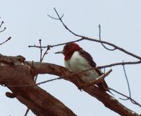 Image of: Melanerpes erythrocephalus (red-headed woodpecker)