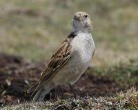 Image of: Melanocorypha maxima (Tibetan lark)