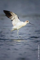 Image of: Recurvirostra americana (American avocet)