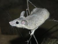 Acomys cahirinus - Cairo Spiny Mouse