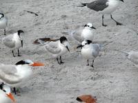 Image of: Sterna sandvicensis (Sandwich tern), Sterna maxima (royal tern)