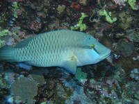 Cheilinus undulatus - Double-headed Maori Wrasse