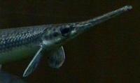 Image of: Lepisosteus osseus (longnose gar)