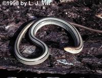 Image of: Ophisaurus attenuatus (glass lizard)