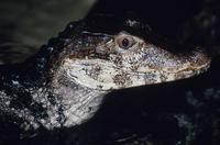 Image of: Paleosuchus palpebrosus (Cuvier's dwarf caiman)