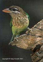 White-cheeked Barbet - Megalaima viridis