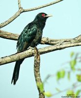 Asian Koel - Eudynamys scolopaceus