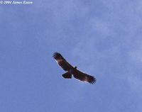 Gurney's Eagle - Aquila gurneyi