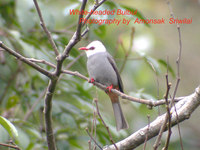 White-headed Bulbul - Hypsipetes thompsoni