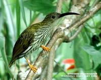 Streaked Spiderhunter - Arachnothera magna