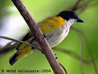 Yellow-sided Flowerpecker - Dicaeum aureolimbatum