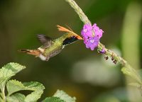 Rufous-crested Coquette (Lophornis delattrei) photo