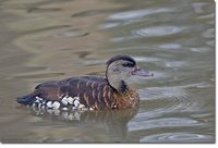 Spotted Whistling-Duck - Dendrocygna guttata