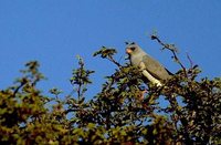 Gabar Goshawk - Micronisus gabar