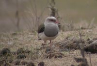 Andean Lapwing - Vanellus resplendens