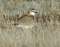 Mountain Plover - Charadrius montanus