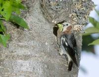 Chestnut-cheeked Starling (Sturnus philippensis) photo