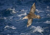 Southern (Antarctic) Giant Petrel (Macronectes giganteus) photo