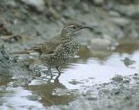 Scale-throated Earthcreeper (Upucerthia dumetaria) photo