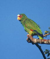 White-fronted Parrot (Amazona albifrons) photo