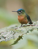 Long-tailed Sylph (Aglaiocercus kingi) photo